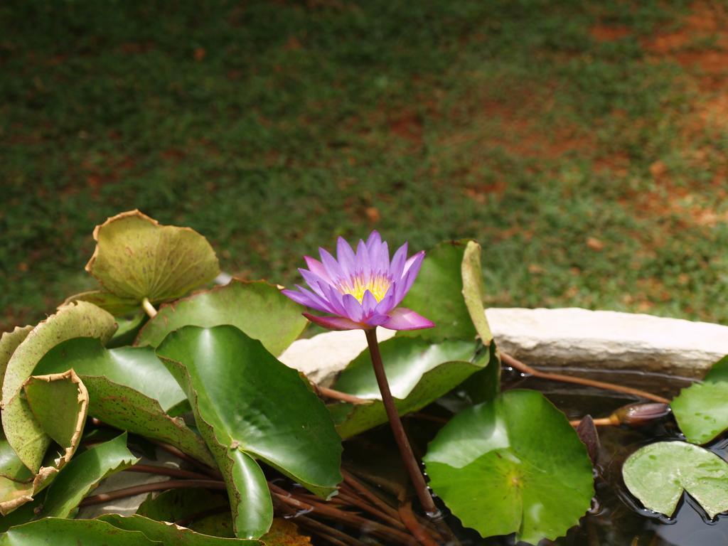 Welimaluwa Resort Sigiriya Kibissa Exterior photo